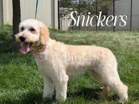 SNICKERS, a female Goldendoodle for sale in Blacksburg, VA – 1 of 2