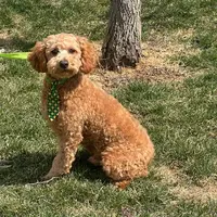 VINNIE, a male Poodle - Miniature  for sale in Blacksburg, VA – Photo 2 of 2