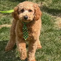 VINNIE, a male Poodle - Miniature  for sale in Blacksburg, VA – Photo 1 of 2