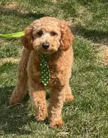VINNIE, a male Poodle - Miniature  for sale in Blacksburg, VA – Photo 1 of 2