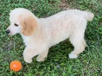 ROSS, a male Poodle - Miniature  for sale in Blacksburg, VA – Photo 2 of 4