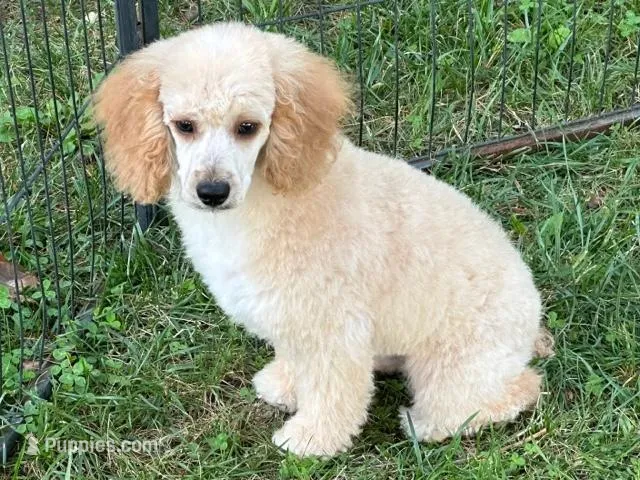 ROSS, a male Poodle - Miniature  for sale in Blacksburg, VA – Photo 1 of 4