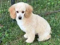 ROSS, a male Poodle - Miniature  for sale in Blacksburg, VA – Photo 1 of 4