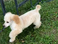 ROSS, a male Poodle - Miniature  for sale in Blacksburg, VA – Photo 3 of 4