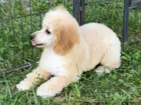 ROSS, a male Poodle - Miniature  for sale in Blacksburg, VA – Photo 4 of 4