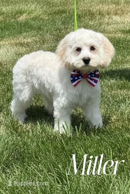 MILLER – Cockapoo puppy for sale in Blacksburg, VA