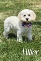 MILLER, a male Cockapoo for sale in Blacksburg, VA – 1 of 1