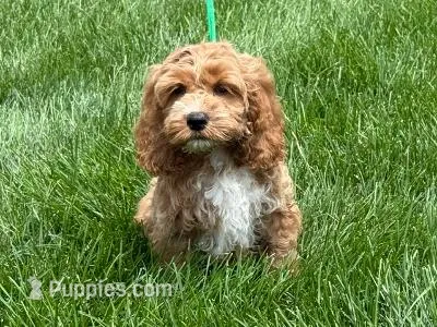COPPER – Cockapoo puppy for sale in Blacksburg, VA