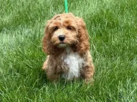 COPPER, a male Cockapoo for sale in Blacksburg, VA – 1 of 1