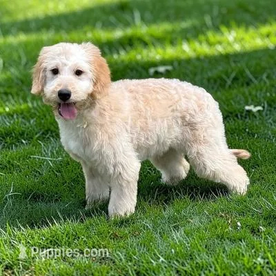 SNICKERS – Goldendoodle puppy for sale in Blacksburg, VA