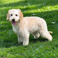 SNICKERS, a female Goldendoodle for sale in Blacksburg, VA – 1 of 1