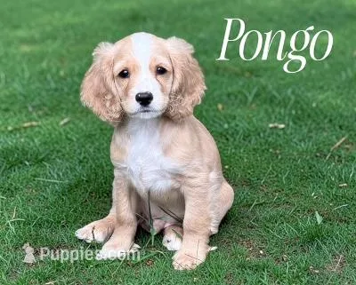 PONGO – Cockapoo puppy for sale in Blacksburg, VA