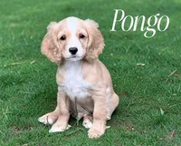 PONGO, a male Cockapoo for sale in Blacksburg, VA – 1 of 1