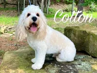 COTTON, a male Cockapoo for sale in Blacksburg, VA – Photo 1 of 2