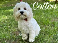 COTTON, a male Cockapoo for sale in Blacksburg, VA – Photo 2 of 2