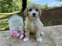 ANDIE, a female Goldendoodle and Miniature Goldendoodle for sale in Blacksburg, VA – 1 of 1