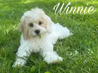 WINNIE, a female Cockapoo for sale in Blacksburg, VA – Photo 2 of 2