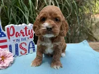 CHILE, a female Cockapoo for sale in Blacksburg, VA – 1 of 1
