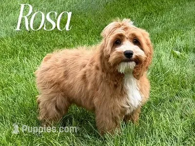 ROSA – Cockapoo puppy for sale in Blacksburg, VA