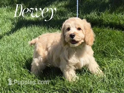 DEWEY – Cockapoo puppy for sale in Blacksburg, VA