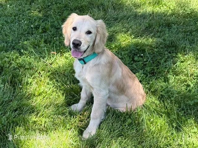 COLBY  – Golden Cocker Retriever, Miniature Golden Retriever puppy for sale in Blacksburg, VA