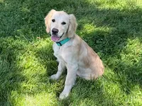 COLBY , a male Golden Cocker Retriever and Miniature Golden Retriever for sale in Blacksburg, VA – 1 of 1