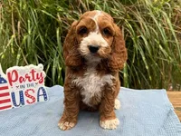 CHILE, a female Cockapoo for sale in Blacksburg, VA – 1 of 1