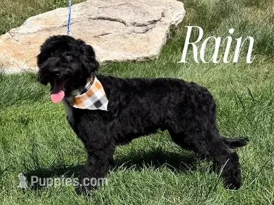 RAINE – Goldendoodle puppy for sale in Blacksburg, VA
