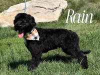 RAINE, a male Goldendoodle for sale in Blacksburg, VA – 1 of 2
