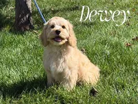 DEWEY, a male Cockapoo for sale in Blacksburg, VA – 2 of 2