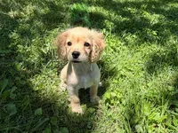 SAS, a female Cockapoo for sale in Blacksburg, VA – 3 of 3