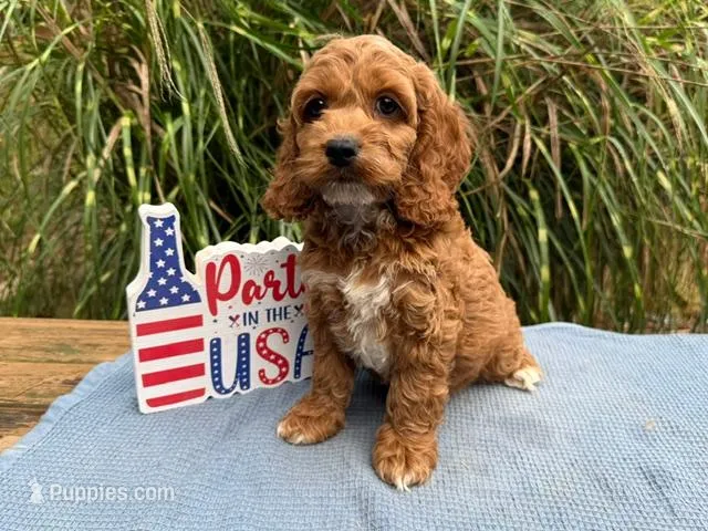 HEINZ – Cockapoo puppy for sale in Blacksburg, VA