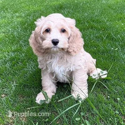 MARTI – Cockapoo puppy for sale in Blacksburg, VA