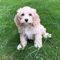 MARTI, a male Cockapoo for sale in Blacksburg, VA – 1 of 1