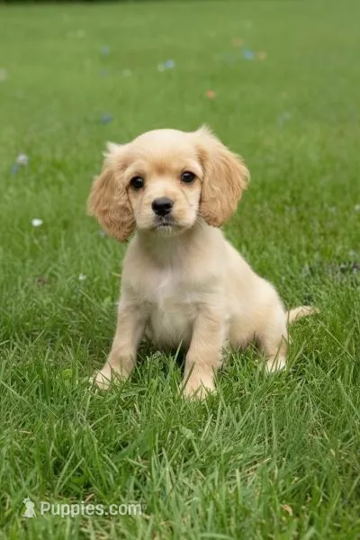 SAS – Cockapoo puppy for sale in Blacksburg, VA