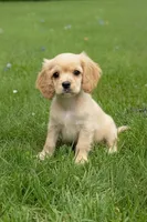 SAS, a female Cockapoo for sale in Blacksburg, VA – 1 of 3
