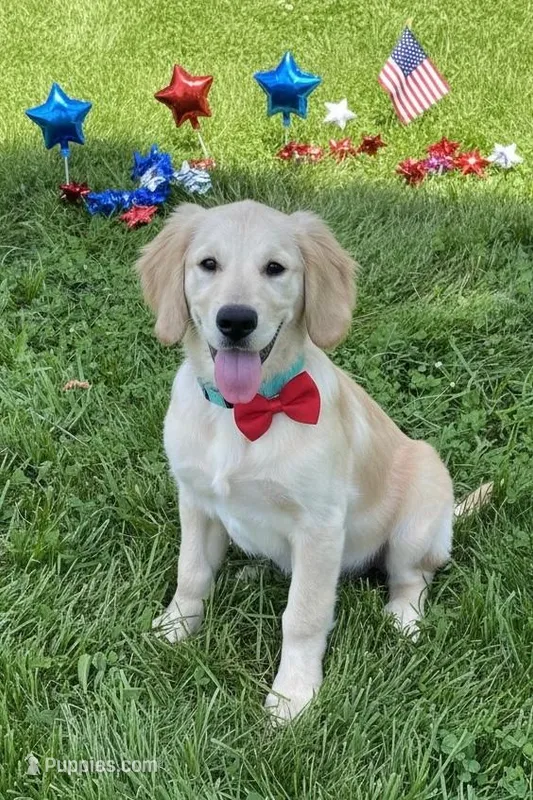 COLBY  – Golden Cocker Retriever, Miniature Golden Retriever puppy for sale in Blacksburg, VA
