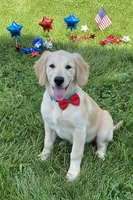 COLBY , a male Golden Cocker Retriever and Miniature Golden Retriever for sale in Blacksburg, VA – 1 of 4