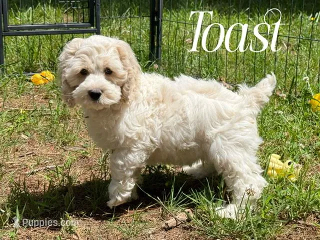 TOAST – Cockapoo puppy for sale in Blacksburg, VA