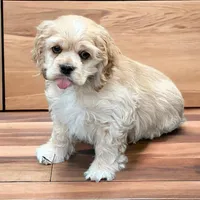 RUSTY, a male Cocker Spaniel for sale in Blacksburg, VA – Photo 1 of 2