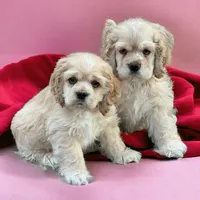 RUSTY, a male Cocker Spaniel for sale in Blacksburg, VA – Photo 2 of 2