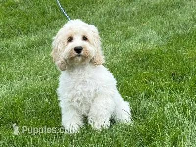 TOAST – Cockapoo puppy for sale in Blacksburg, VA