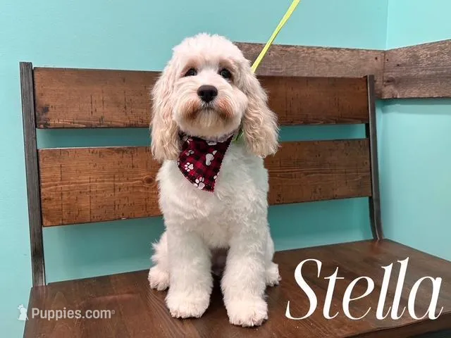 STELLA, a female Cockapoo for sale in Blacksburg, VA – Photo 1 of 2