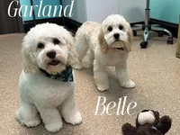 STELLA, a female Cockapoo for sale in Blacksburg, VA – Photo 2 of 2