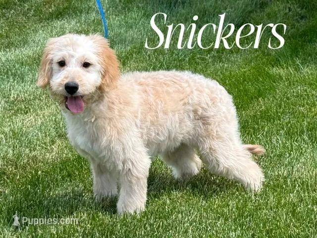 SNICKERS – Goldendoodle, Miniature Goldendoodle puppy for sale in Blacksburg, VA