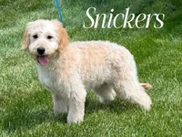 SNICKERS, a female Goldendoodle and Miniature Goldendoodle for sale in Blacksburg, VA – 1 of 1