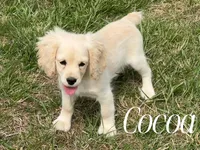 COCOA, a female Cockapoo for sale in Blacksburg, VA – Photo 1 of 2