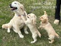 COCOA, a female Cockapoo for sale in Blacksburg, VA – Photo 2 of 2