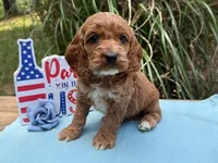 HEINZ, a male Cockapoo for sale in Blacksburg, VA – 1 of 1