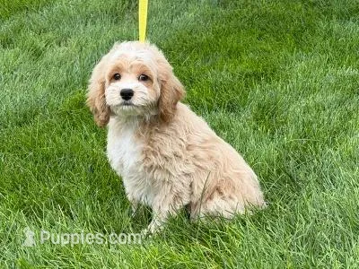 JACKSON – Cockapoo puppy for sale in Blacksburg, VA